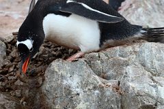 
A Gentoo Penguin Picks Up A Rock In Its Beak To Build A Nest In The Rocks At Neko Harbour On Quark Expeditions Antarctica Cruise
